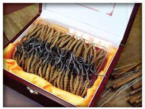 建平冬虫夏草回收